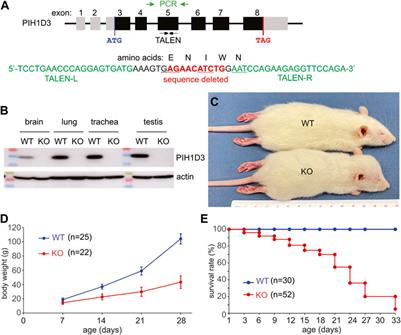 PIH1D3-knockout rats exhibit full ciliopathy features and dysfunctional pre-assembly and loading of dynein arms in motile cilia